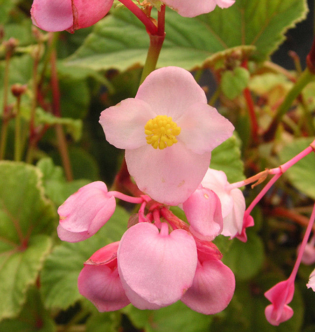 Hardy Begonia Natorp's Online Plant Store